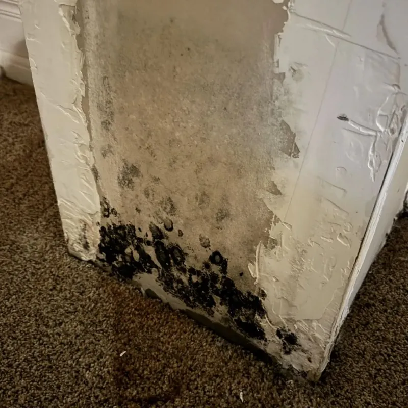 Professional Mold Removal in Casey, IL